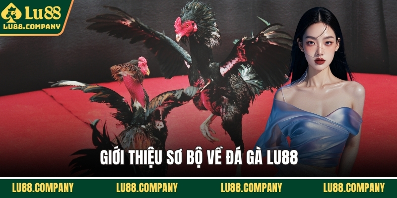 Giới thiệu sơ bộ về đá gà LU88